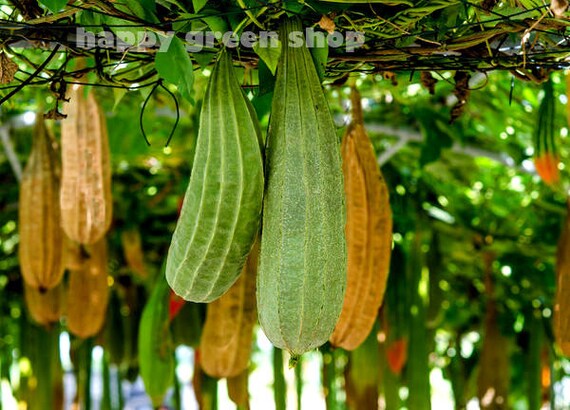 Lufa Luffa aegyptiaca 15 semillas seeds Lufa Luffa aegyptiaca 15 semillas seeds