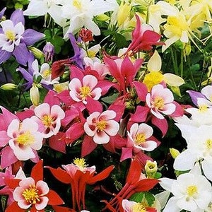 COLUMBINE MIX Mrs Scott Elliott 250 Seeds Aquilegia caerulea hybrida image 5