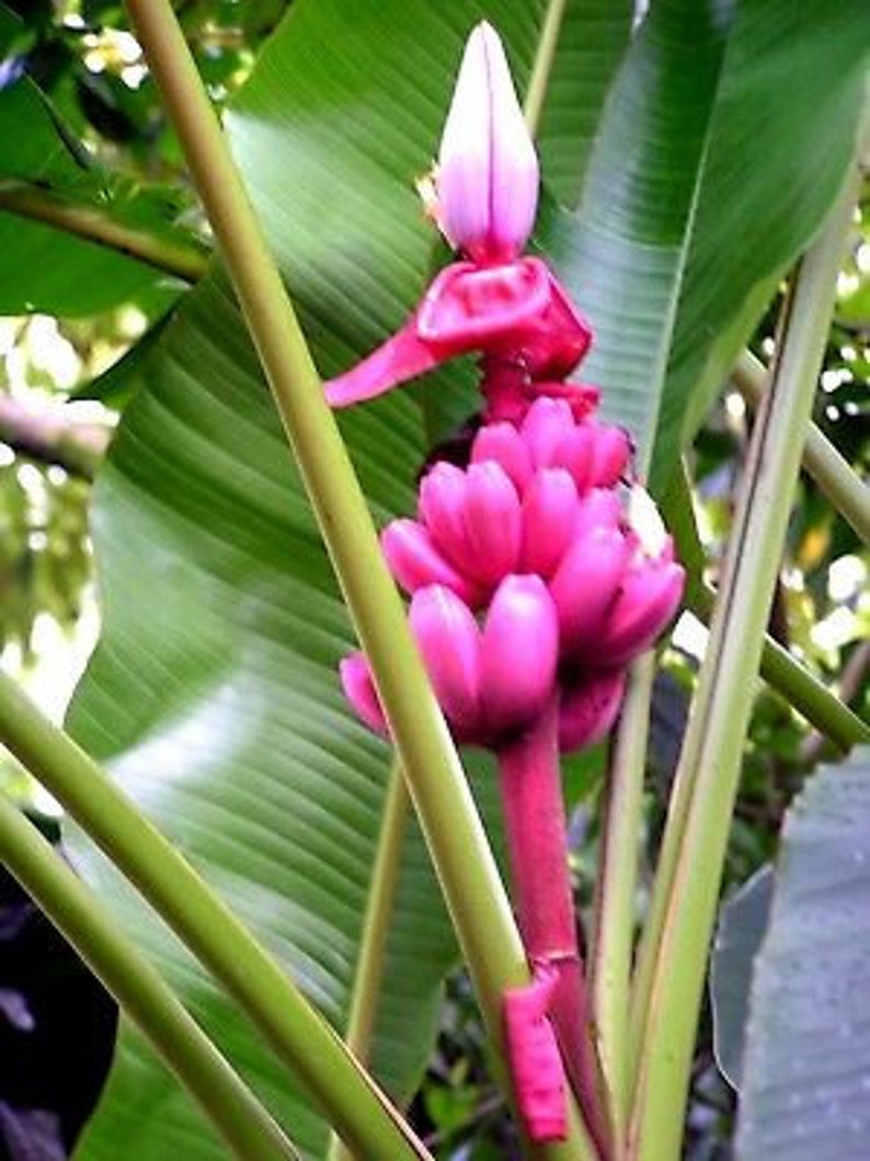 PINK BANANA PLANT 10 Seeds very easy to grow Musa Etsy
