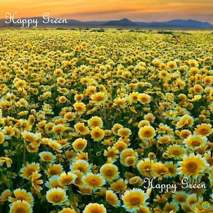 May include: A field of yellow wildflowers with the text "Happy Green" in the top left corner and bottom right corner of the image.