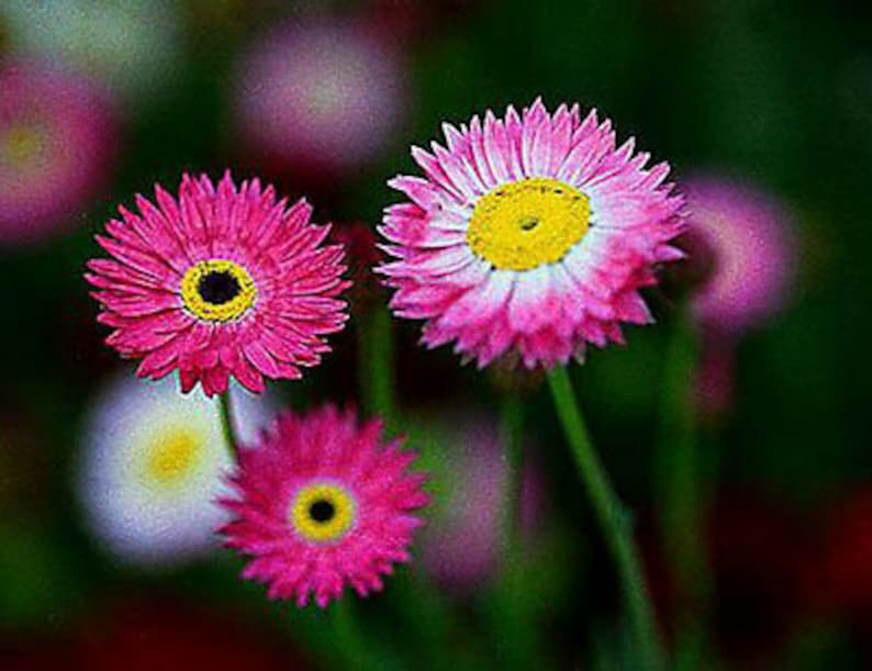 Paper Daisy Everlasting 550 SEEDS Helipterum Roseum Giant flowered mixture image 5