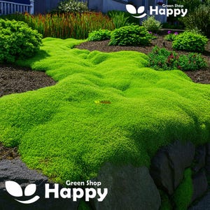 IRISH MOSS - 1000 seeds -  Sagina subulata - Heath Pearlwort Lawn - Perennial
