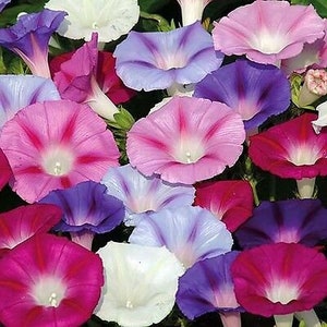 MORNING GLORY 160 seeds Ipomoea tricolor mixed colours image 3