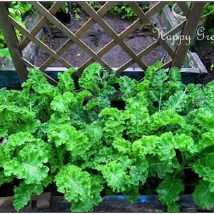 VEGETABLE KALE Borecole Dwarf Green Curled 1000 SEEDS Winter hardy image 4