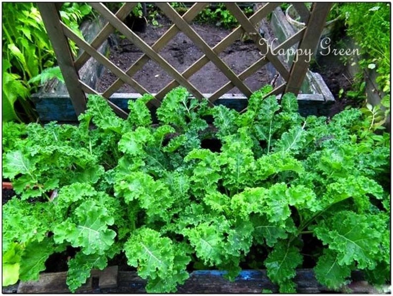 VEGETABLE KALE Borecole Dwarf Green Curled 1000 SEEDS Winter hardy image 4