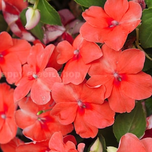 200 seeds - BUSY LIZZIE - Orange - Impatiens walleriana - wonderful annual flower