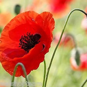 Shirley Poppy Mixed- ENGLISH POPPY - 23 000 Seeds - Papaver Rhoeas ...