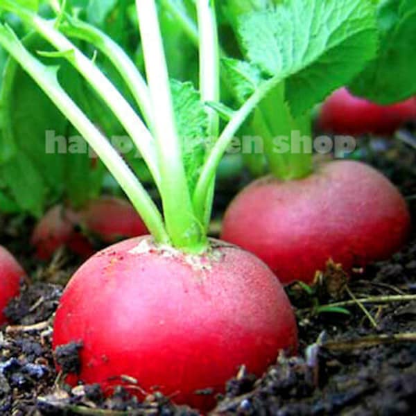 GIANT RADISH SEEDS - Gigante siculo - Italian variety - 1300 seeds