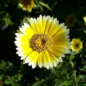 Coastal Tidy Tips 450 SEEDS Layia elegans platyglossa Landscaping flower image 5