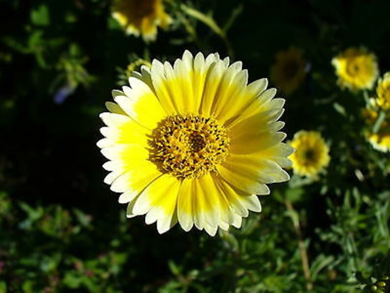 Coastal Tidy Tips 450 SEEDS Layia elegans platyglossa Landscaping flower image 5