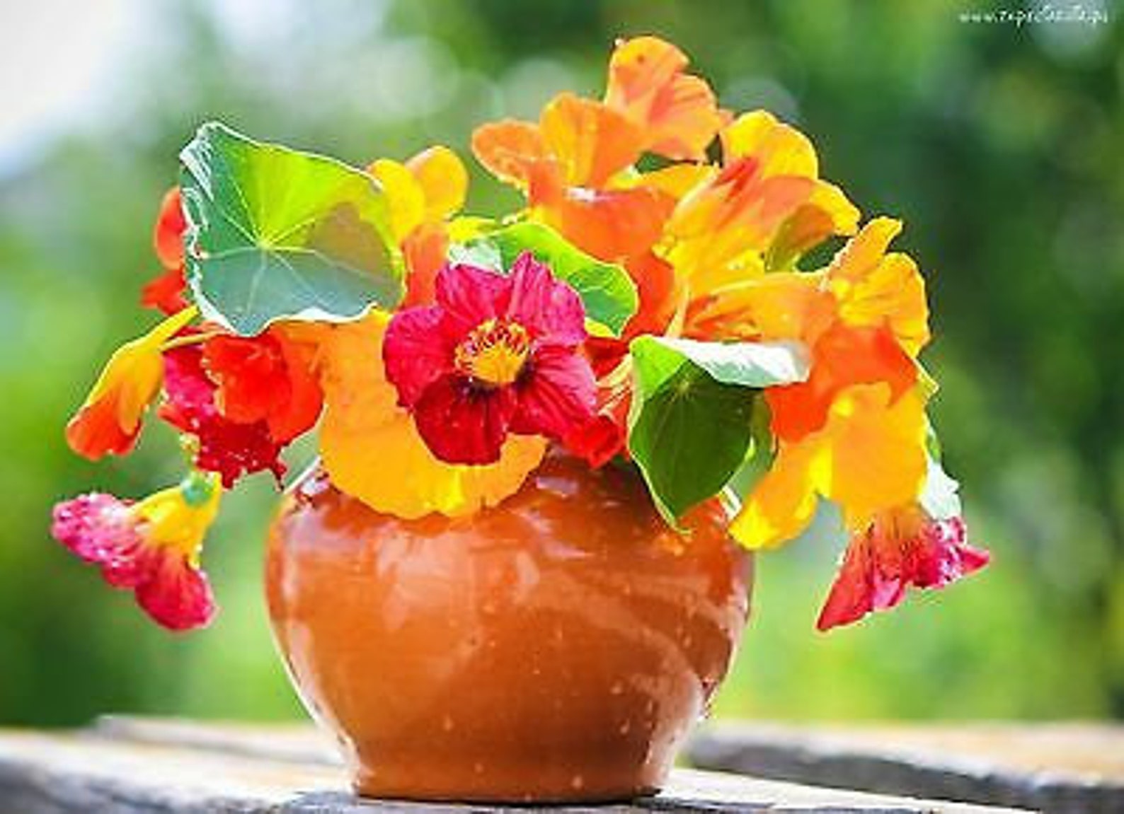 NASTURTIUM MIX Out of Africa Tropaeolum Majus 60 Seeds Etsy UK