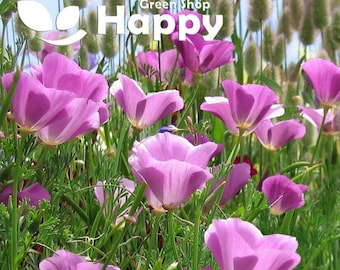 CALIFORNIA POPPY PURPLE gleam - 1000 seeds- Eschscholzia californica