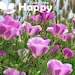 see more listings in the Flowers - Annual  section