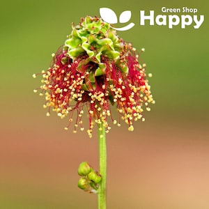 SALAD BURNET - 300 Samen - Sanguisorba Minor - Kraut Baby Blatt Gemüsesamen