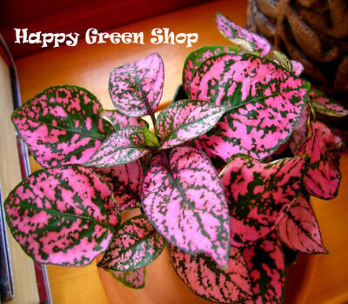 Pink Polka Dot 70 Seeds Hypoestes Sanguinolenta Etsy