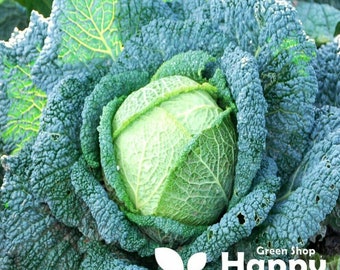 May include: A close-up of a green cabbage with large, crinkled leaves. The cabbage is surrounded by more leaves, creating a lush, green background.
