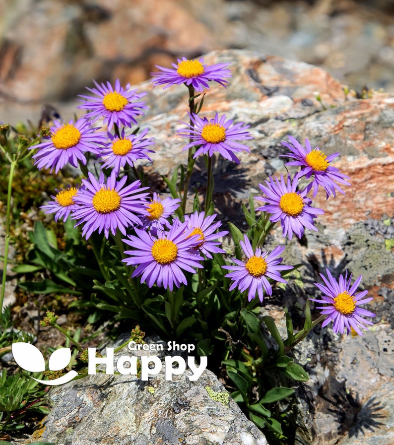 ALPINE ASTER Mixed COLOURS 150 seeds Aster Alpinus Rockery Flower image 1