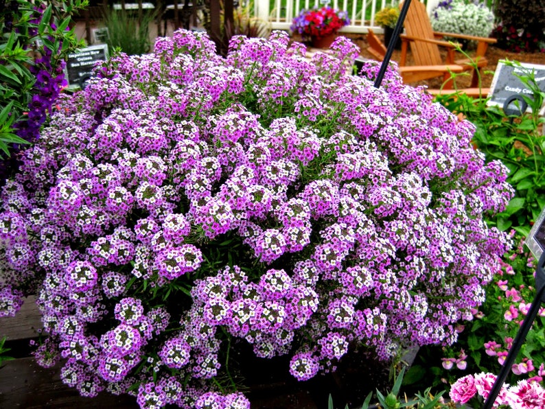 SWEET ALYSSUM Royal Carpet 2500 seeds dwarf scented annual | Etsy