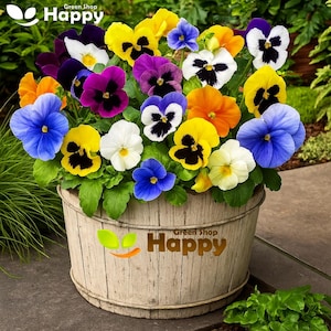 Peut inclure: Un seau en bois rempli d'un assortiment vibrant de fleurs de pensées dans des tons de jaune, violet, blanc, orange et bleu. Le seau porte l'inscription Green Shop Happy sur le devant, et les fleurs sont accompagnées de feuilles vertes.