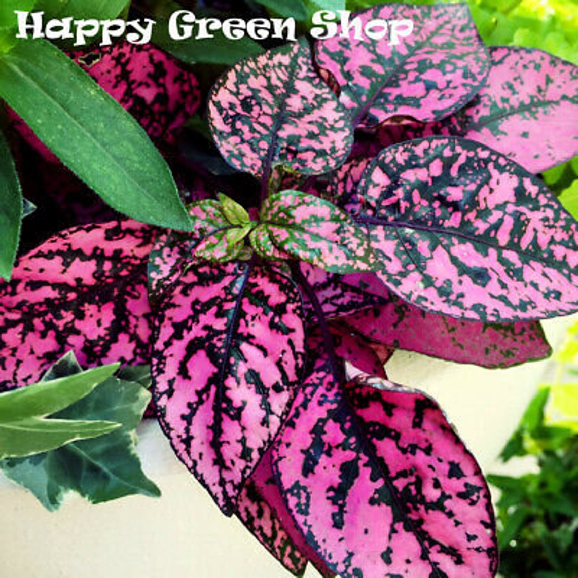 Pink Polka Dot 70 Seeds Hypoestes Sanguinolenta Etsy