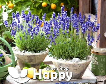 LAVANDA HIDCOTE AZUL - 150 semillas - Lavendula angustifolia vera - Planta perenne