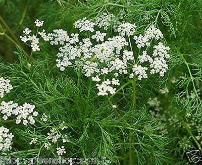 CARAWAY - 1200 seeds - meridian fennel - Persian Cumin - CARUM CARAVI