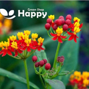 MEXICAN BUTTERFLY WEED Red 40 seeds Asclepias curassavica Perennial flower image 1