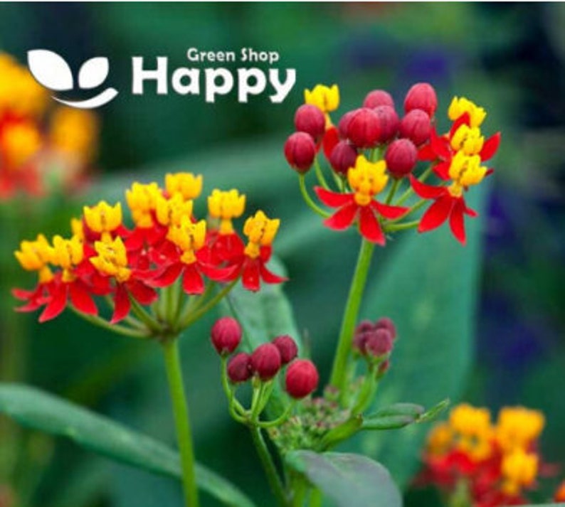 MEXICAN BUTTERFLY WEED Red 40 seeds Asclepias curassavica Perennial flower image 1