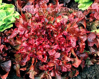 Vegetable - RED LETTUCE SEEDS - 1100 seeds - Red Salad Bowl - Oak Leaf lettuce