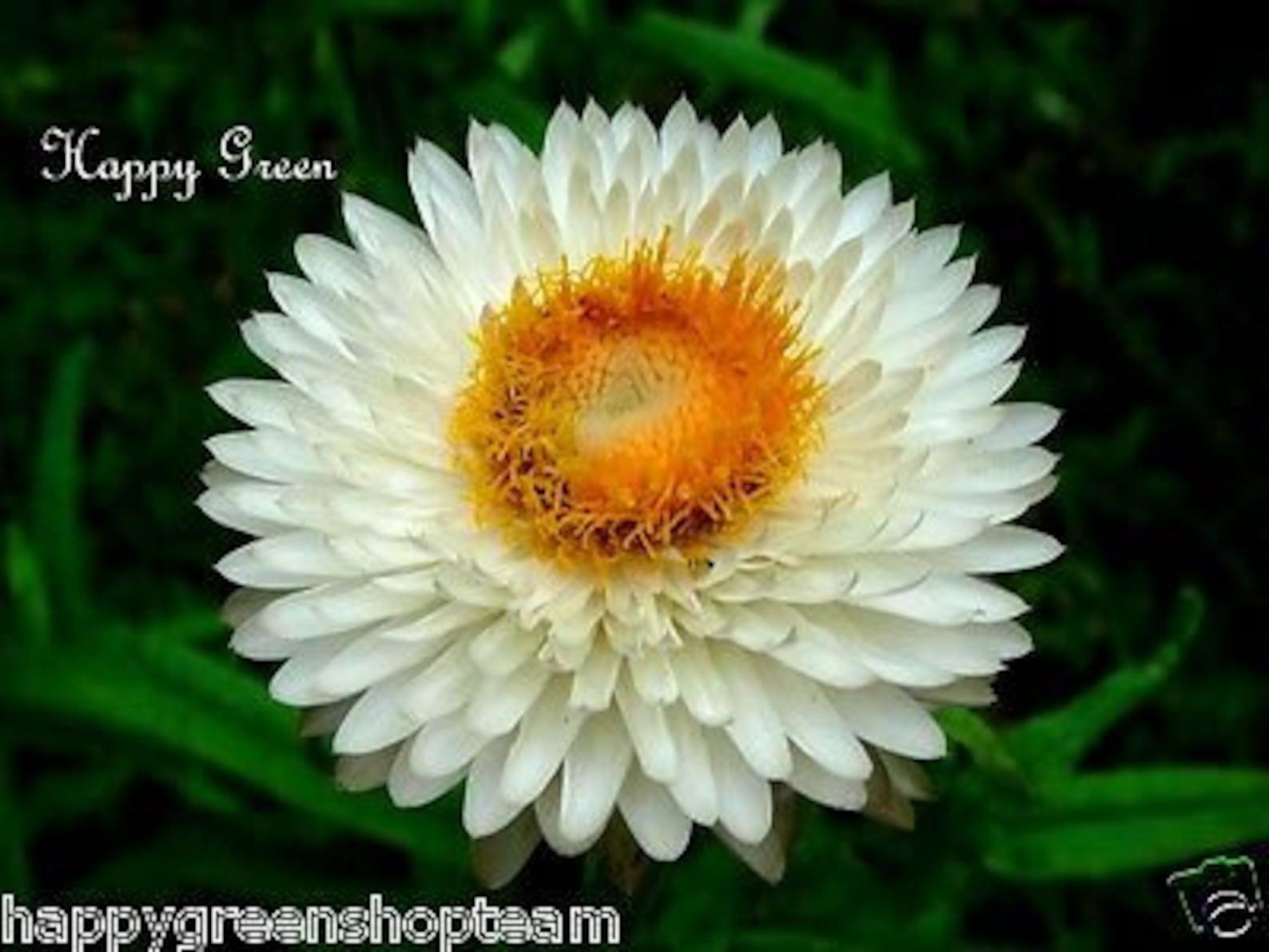 STRAWFLOWER WHITE Helichrysum Bracteatum 900 Seeds Etsy UK
