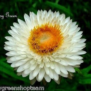 STRAWFLOWER WHITE Helichrysum bracteatum 900 seeds Everlasting Flower image 4