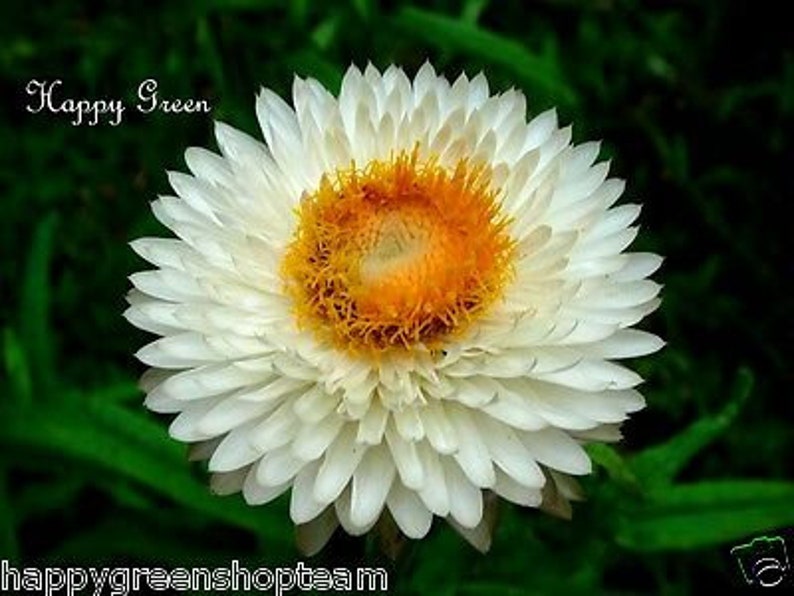 STRAWFLOWER WHITE Helichrysum bracteatum 900 seeds Everlasting Flower image 4
