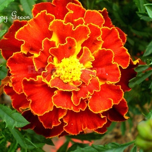 CALENDULA FRANCESE - Doppio broccato spagnolo - 300 SEMI - Tagetes patula nana