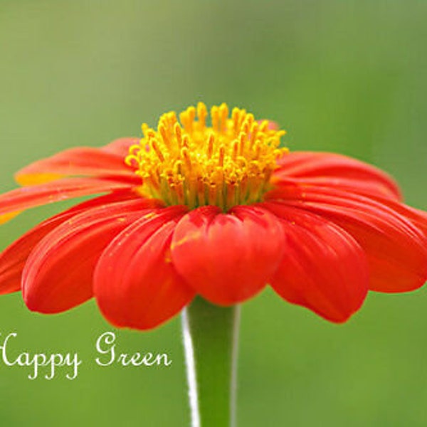 THE MEXICAN SUNFLOWER Mix - 120 seeds - Tithonia speciosa - annual flower