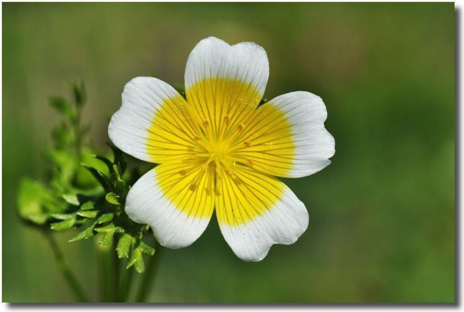 POACHED EGG PLANT 450 Seeds Limnanthes Douglasii Annual Etsy Canada