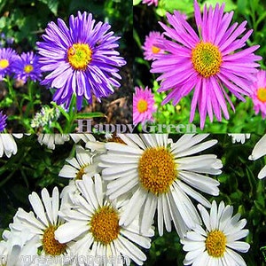 ALPINE ASTER Mixed COLOURS 150 seeds Aster Alpinus Rockery Flower image 3
