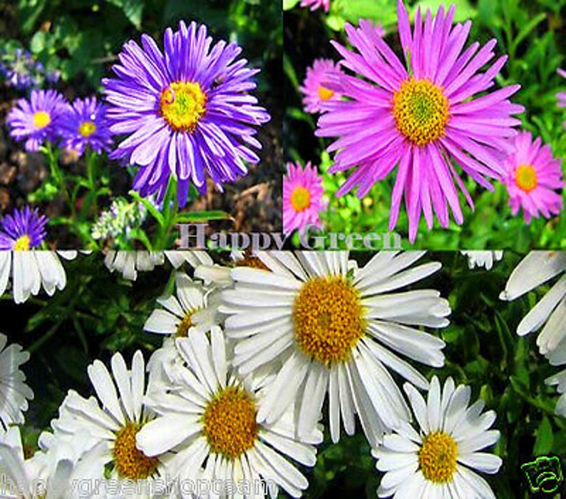 ALPINE ASTER Mixed COLOURS 150 seeds Aster Alpinus Rockery Flower image 3