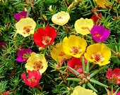 Moss Rose mix - Portulaca Grandiflora - 2000 seeds - Flower For Hanging basket - Succulent