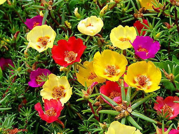 Moss Rose Mix - Portulaca Grandiflora - 3000 Seeds - Flower for