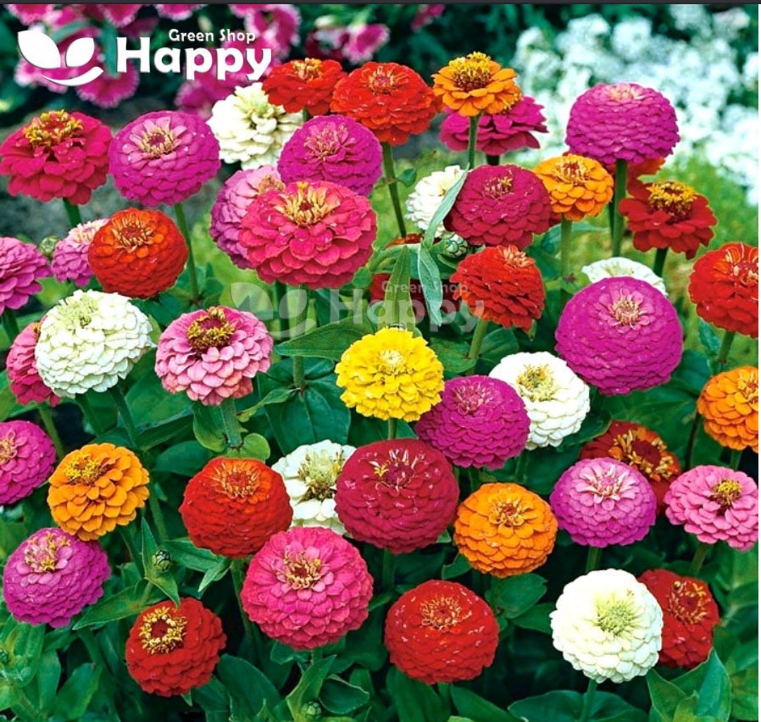 シルクスクリーン　JOHN BOTZ ジョン ボッチ　Zinnia Garden シルクスクリーン JOHN BOTZ ジョン ボッチ Zinnia Garden 版画