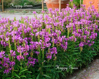 OBEDIENT PLANT -  Physostegia virginiana - 35 seeds - Perennial flower