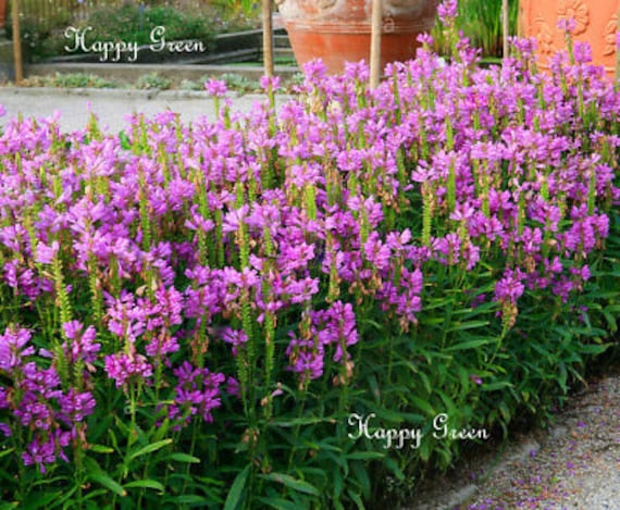 Physostegia 2024