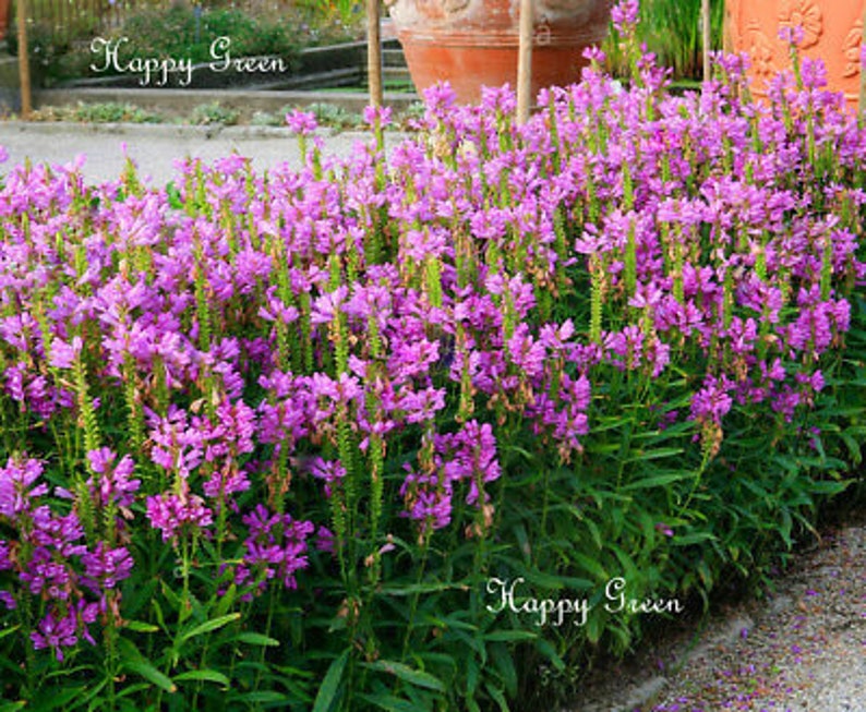 OBEDIENT PLANT Physostegia virginiana 35 seeds Perennial flower image 1