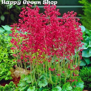 RED CORAL BELLS Heuchera Sanguinea 2700 seeds Perennial flower Cut Flower Rockery Garden image 5