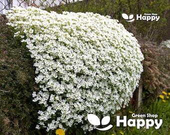 ROCK CRESS WHITE - 1000 seeds - Arabis caucasica - Rockery perennial flower - Alpine