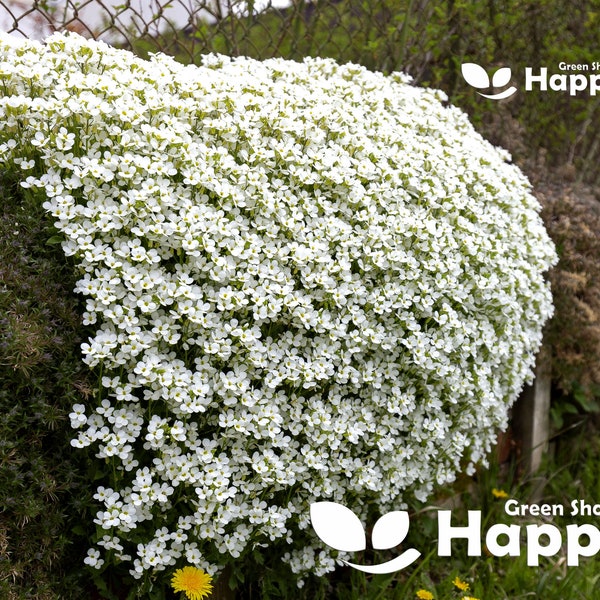 ROCK CRESS BLANCO - 1000 semillas - Arabis caucasica - Flor perenne de rocalla - Alpina