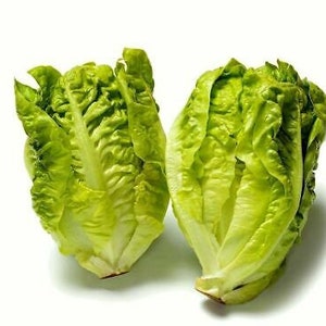 Vegetable LETTUCE LITTLE GEM 2500 seeds Lettuce seeds image 2