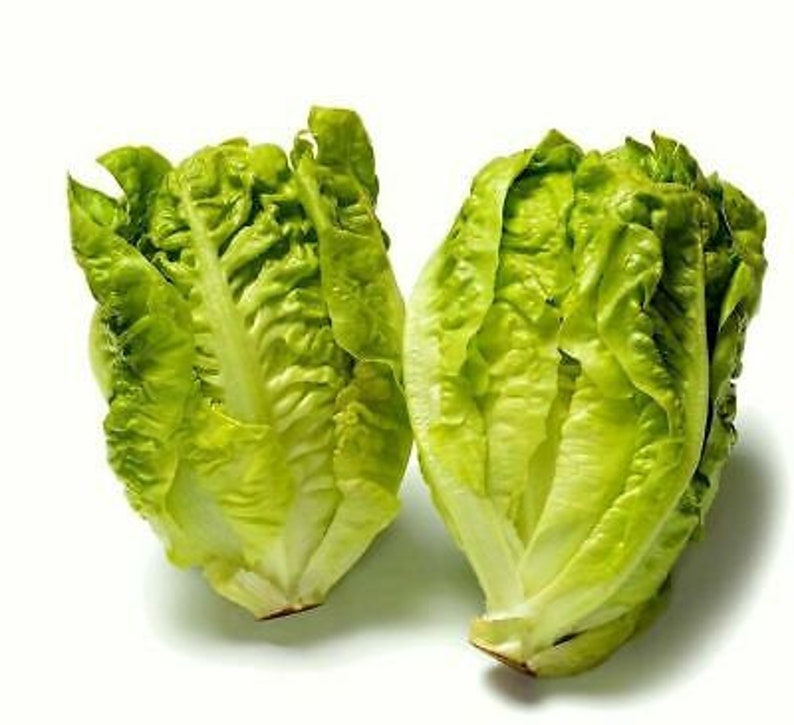 Vegetable LETTUCE LITTLE GEM 2500 seeds Lettuce seeds image 2