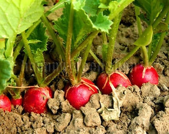 Può includere: Primo piano di ravanelli rossi che crescono nel terreno del giardino. I ravanelli sono circondati da foglie verdi.