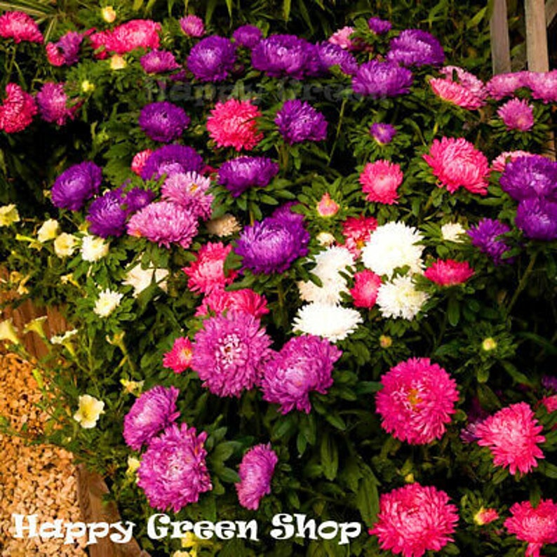 China Aster POWDER PUFF 450 Seeds Callistephus Chinensis Etsy